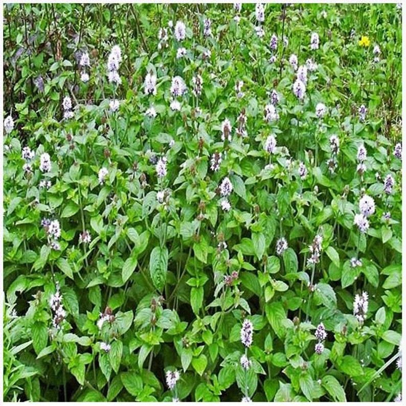 Aquatic Mint or Mentha Aquatica Floating/Bog Aquatic Pond Plant pack of 3 bunches image 1