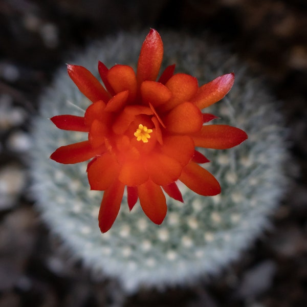 Parodia haselbergii, Notocactus haselbergii or Scarlet Ball Cactus