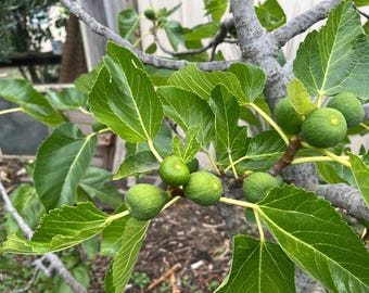 Organic Jancie Seedless White Fig Tree Cuttings for Rooting 6