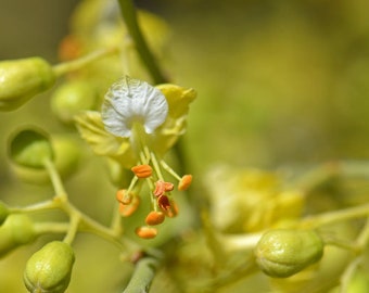 Foothills Palo Verde, Little Leaf Palo Verde, Yellow Paloverde Parkinsonia microphylla (10 seeds)