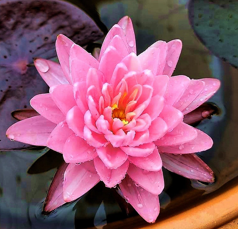 AZ Gardens Water Lily Jakkaphong Nymphaea - Thumbnail 3