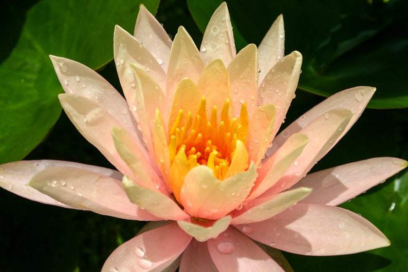 Nymphaea Georgia Peach Water Lily