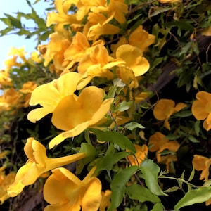 Cat's-claw, catclaw-creeper, catclaw-trumpet, funnel-creeper or Dolichandra unguis-cati Seeds 20 per pack image 1