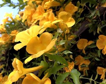 Cat&#39;s-claw, catclaw-creeper, catclaw-trumpet, funnel-creeper or Dolichandra unguis-cati Seeds (20 per pack)