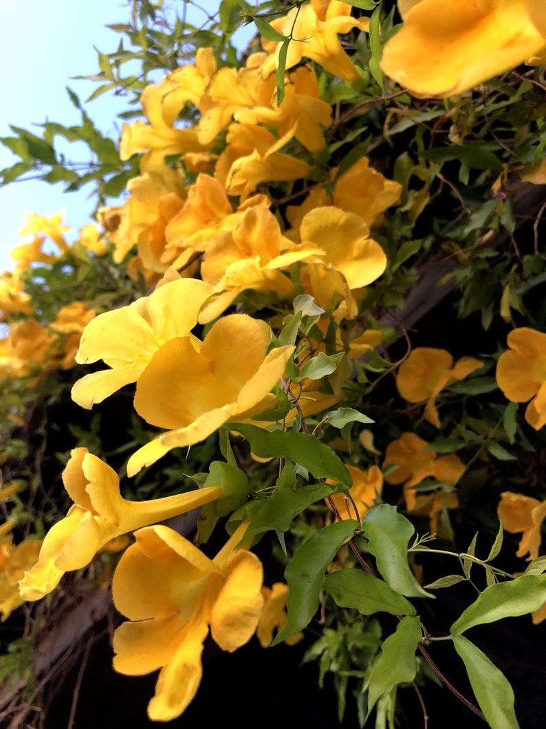 Cat's-claw, catclaw-creeper, catclaw-trumpet, funnel-creeper or Dolichandra unguis-cati Seeds 20 per pack image 1