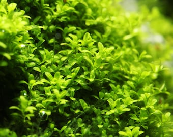 Dwarf Baby Tear Hemianthus callitrichoides 2" Potted Aquarium Plant 2 pack