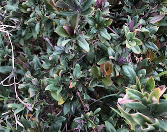 Japanese Honeysuckle Lonicera 8" (qty: 10) Live Vines Starter Unrooted  Cuttings Clippings - Etsy