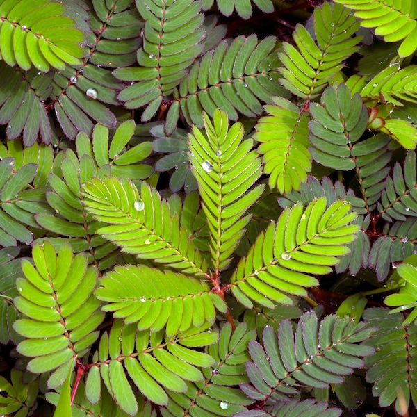 Sensitive Plant or Neptunia Aquatica Floating Aquatic Pond Plant (pack of 3 Stem/plants)