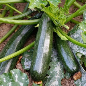 K&ouml;nnte beinhalten: Drei gr&uuml;ne Zucchini wachsen in einem Garten. Die Zucchini sind von gr&uuml;nen Bl&auml;ttern und Ranken umgeben.