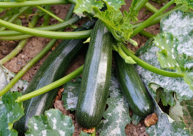 K&ouml;nnte beinhalten: Drei gr&uuml;ne Zucchini wachsen in einem Garten. Die Zucchini sind von gr&uuml;nen Bl&auml;ttern und Ranken umgeben.