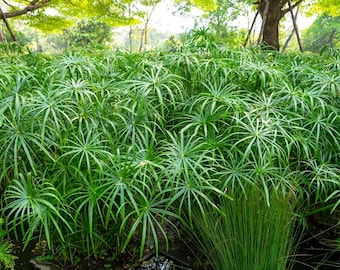 Palma paraguas gigante, 20 semillas, Cyperus alternifolius, junco paraguas, papiro paraguas, planta paraguas, hierba paraguas