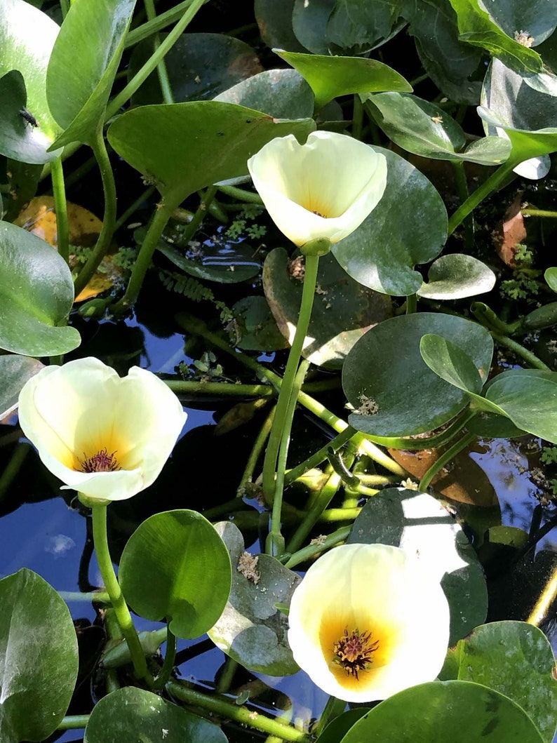 AZ Gardens Water Poppy