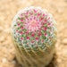 see more listings in the Cactus and Succulents section