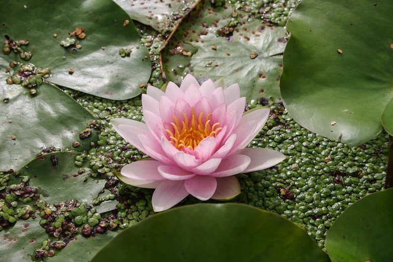 AZ Gardens Water Lily - Thumbnail 3