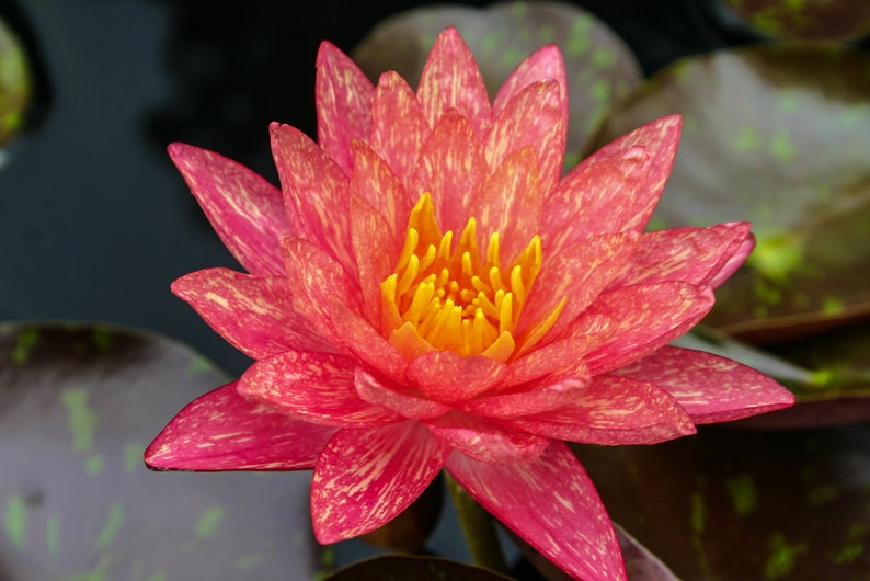 Wanvisa Nymphaea Water Lily - Thumbnail 3