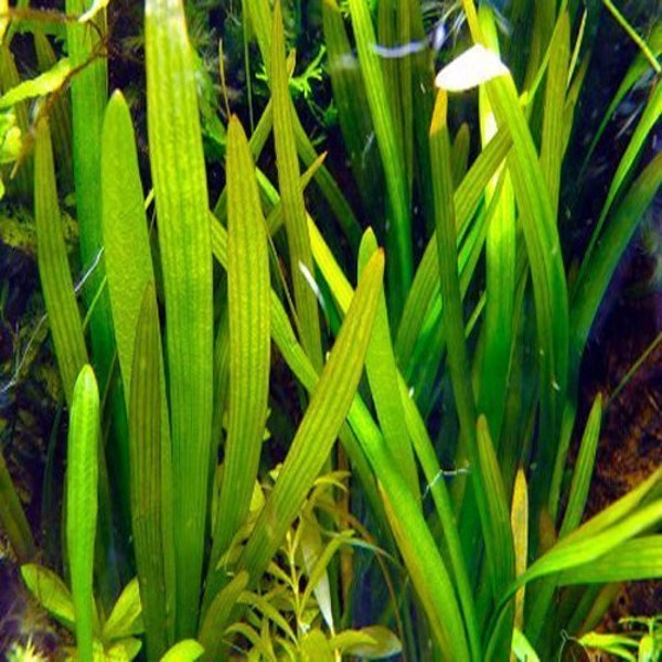 Sagittaria Chilensis Broadleaf Aquarium Plant (5 individual Plants)