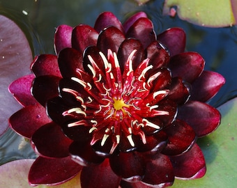 Nymphaea Black Princess Winter Hardy Lily 3 Pack