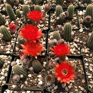 Echinopsis huascha var. grandiflora, Red Torch Cactus or Desert's Blooming Jewel Bild 3