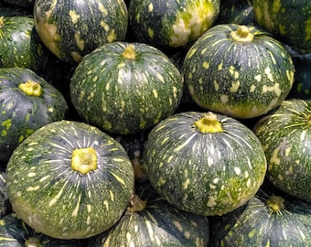 Kabocha Squash, Cucurbita maxima, Japanese pumpkin, Danhobak, Fak thong, Kuri kabocha, Organic Hand Collected 10 Seeds