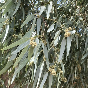Eucalyptus Leaves 100+ Fresh Picked Home Decoration, Crafts Goods, Natural Remedies, Organic Eucalyptus, Biodegradable Wedding Toss Confetti image 6