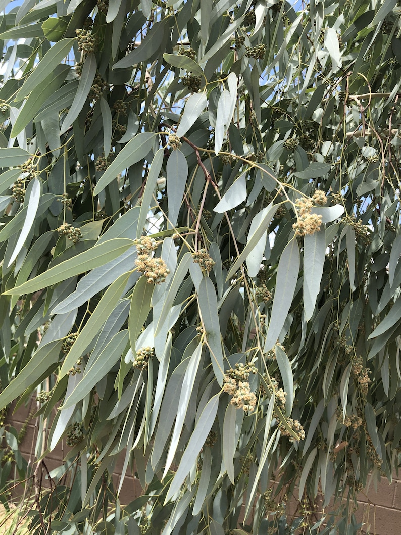 Eucalyptus Leaves 100+ Fresh Picked Home Decoration, Crafts Goods, Natural Remedies, Organic Eucalyptus, Biodegradable Wedding Toss Confetti image 6