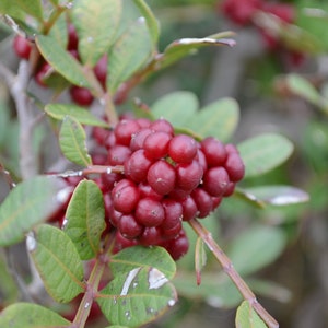 May include: A cluster of bright red berries growing on a green leafy branch. The berries are round and smooth, and they are clustered together in a bunch.