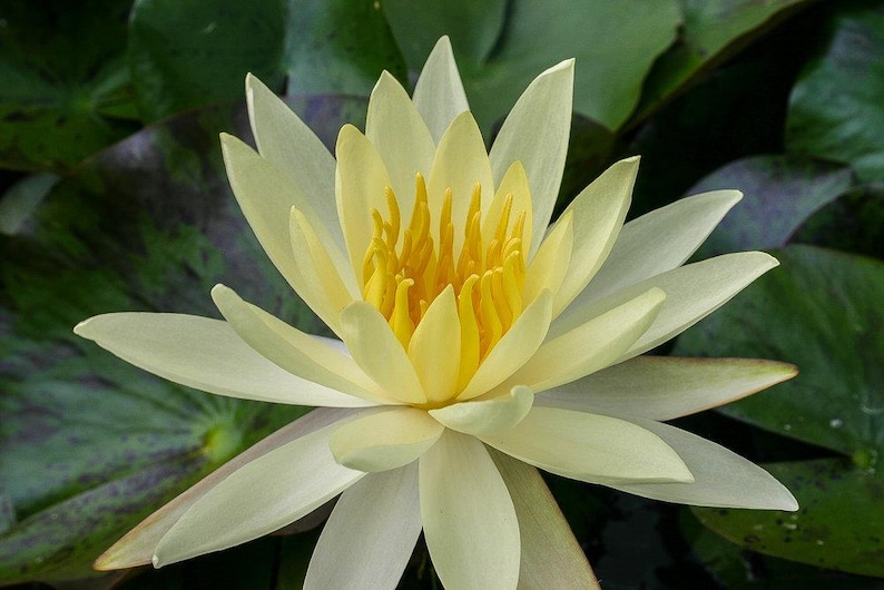 Nymphaea ‘Sulphurea Okeechobee’ Winter Hardy Water Lily