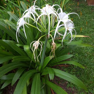 Puede incluir: Un grupo de flores de lirio ara&ntilde;a blancas con p&eacute;talos largos y delgados y hojas verdes.
