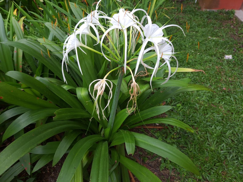 Puede incluir: Un grupo de flores de lirio ara&ntilde;a blancas con p&eacute;talos largos y delgados y hojas verdes.