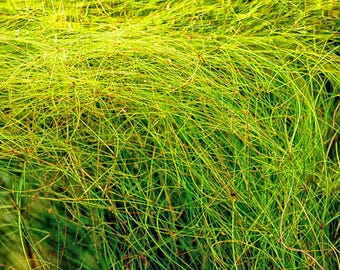 Giant Hairgrass Eleocharis Montevidensis 2" Potted Freshwater Aquarium Plant 2 pack