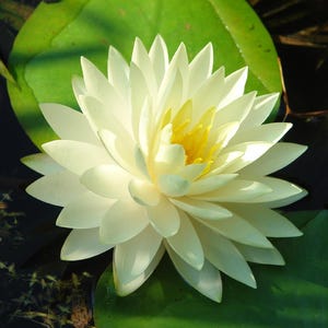 Nymphaea ‘Gonnere’ Winter Hardy Water Lily 3 plant pack