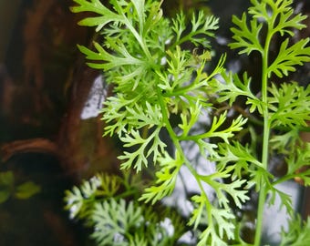 Water Sprite Ceratopteris Thalictroides Aquarium Plant