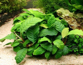 Anubias Coffeefolia Aquarium Plant (Pack of 2 Plants)