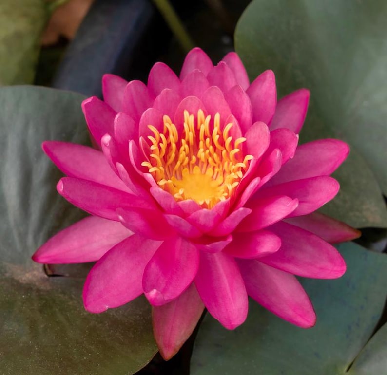 AZ Gardens Perry's Fire Opal Water Lily - Thumbnail 3
