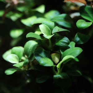 Anubias Nana Petite 1/2" Tall Aquarium Plant 2" Pot