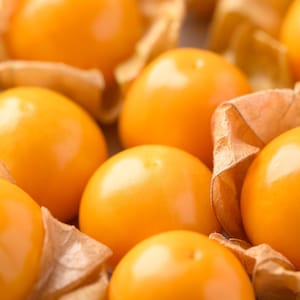May include: Close-up of a group of golden yellow cape gooseberries, also known as golden berries, with their papery husks.