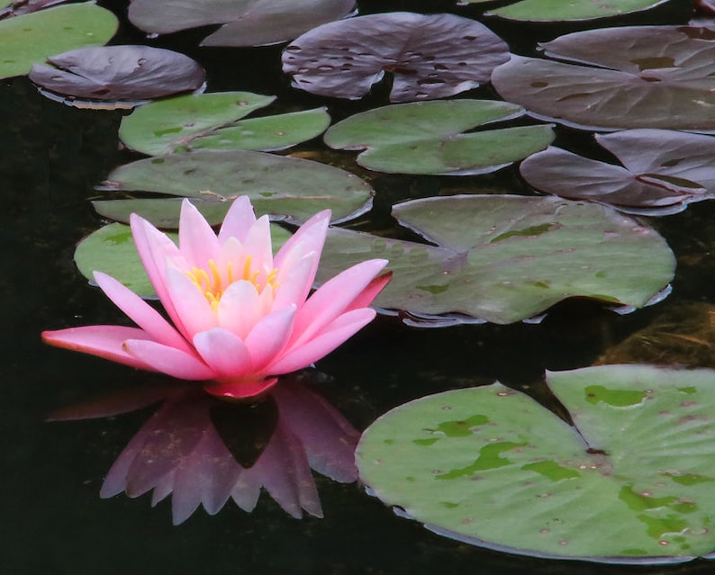 AZ Gardens Water Lily - Thumbnail 4