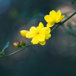 Primrose Jasmine, Chinese Jasmine, Jasminum primulinum, Jasminum mesnyi 6 cuttings 7 each image 10