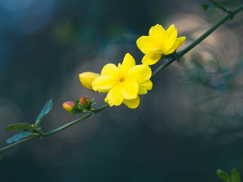 Primrose Jasmine, Chinese Jasmine, Jasminum primulinum, Jasminum mesnyi 6 cuttings 7 each image 10