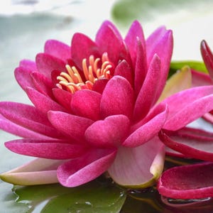 Nymphaea ‘Burgundy Princess’ Winter Hardy Water Lily 3 pack of plants, Water Garden, Lilies for ponds, pond plants, flowering pond plants