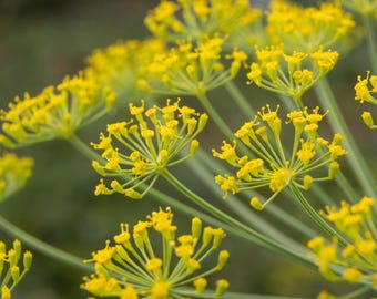Dukat Dill, Anethum graveolens, Dill, Dill Herb, Dill Seeds, Herb Garden, Pickling Herb, 20 seeds