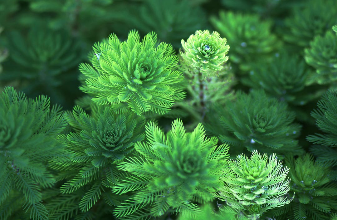 hellweg olivenbaum Olivenbaum  Olea europaea 'Hojiblanca' (Netz) (Colosso) (F22)  Blupf by  Kitzinger