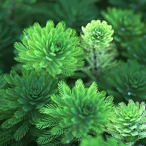 Parrot&#39;s Feather or Myriophyllum Aquaticum Bunched Aquatic Plant (pack of 3)