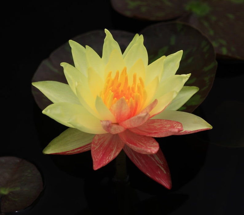 Wanvisa Nymphaea Water Lily - Thumbnail 5