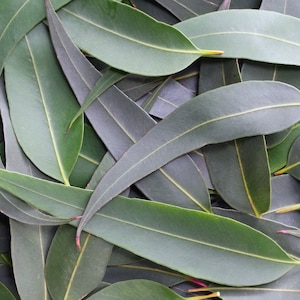 Eucalyptus Leaves 100+ Fresh Picked Home Decoration, Crafts Goods, Natural Remedies, Organic Eucalyptus, Biodegradable Wedding Toss Confetti image 1