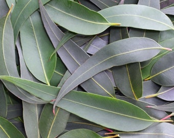 Eucalyptus Leaves 100+ Fresh Picked Home Decoration, Crafts Goods, Natural Remedies, Organic Eucalyptus, Biodegradable Wedding Toss Confetti