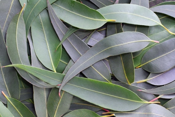 Eucalyptus Leaves 100+ Fresh Picked Home Decoration, Crafts Goods, Natural Remedies, Organic Eucalyptus, Biodegradable Wedding Toss Confetti