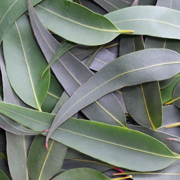 Eucalyptus Leaves 100+ Fresh Picked Home Decoration, Crafts Goods, Natural Remedies, Organic Eucalyptus, Biodegradable Wedding Toss Confetti