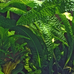 May include: A close-up of a lush green aquatic plant with large, textured leaves. The plant is commonly used in aquariums and fish tanks.