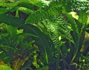 Aponogeton Boivinanus "Hammer-Leaf" Plant Freshwater Aquarium Plant